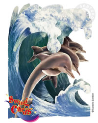 Dolphins Card Dolphins Card